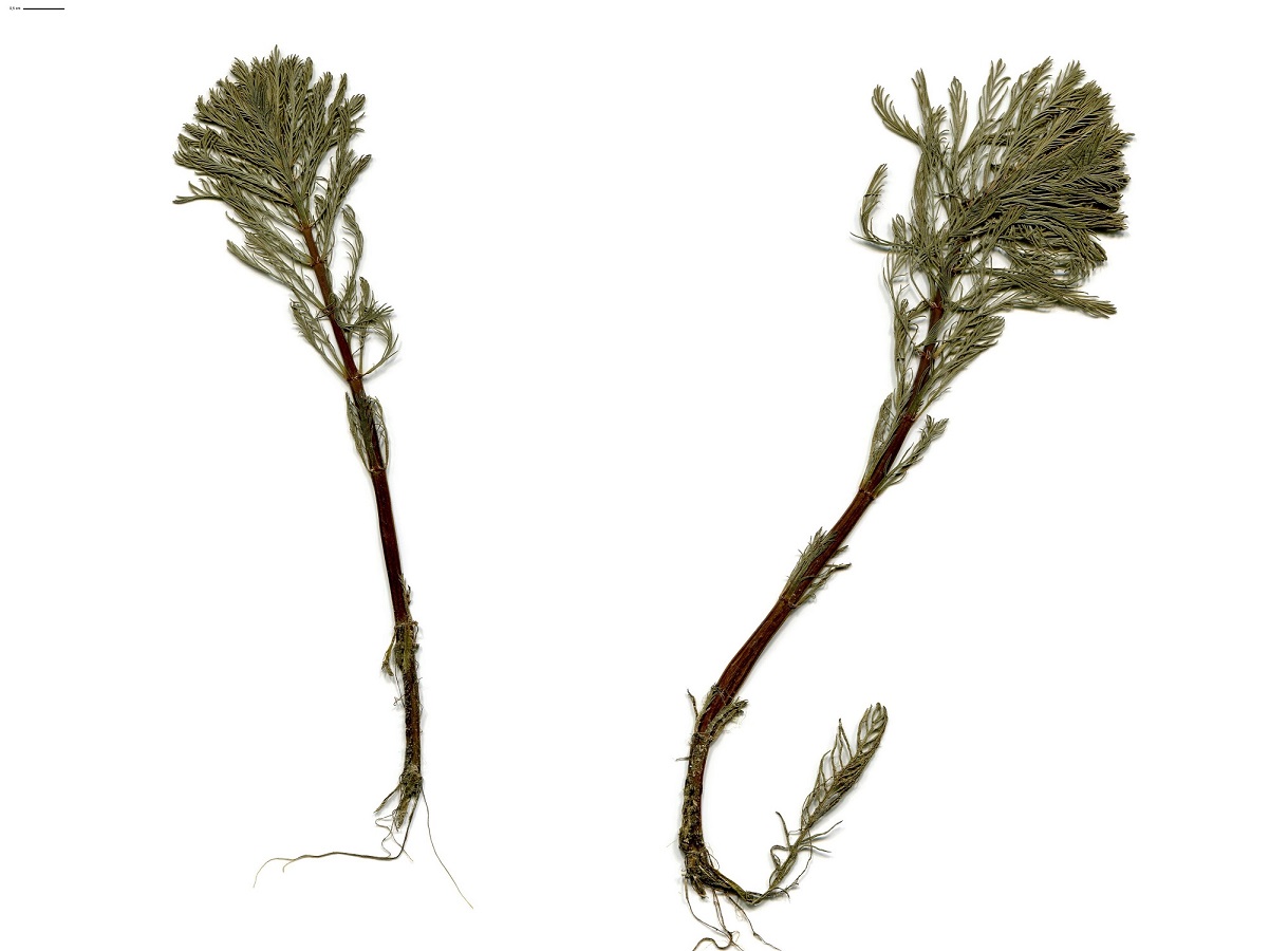Myriophyllum aquaticum (Haloragaceae)
